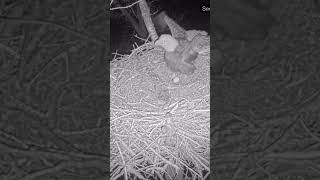 Owls are trying to steal the Kansas Bald Eagle nest baldeagles bird [upl. by Eked]