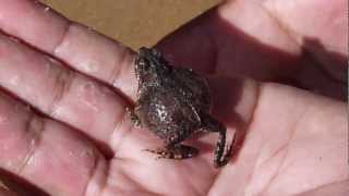 Engystomops pustulosus Tungara frog  rana tungara o sapito tungara Video 03 [upl. by Shriner422]