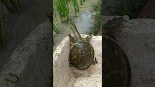 Indian flapshell turtle nature youtubeshorts [upl. by Einahpet]