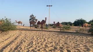 Camel walk in jungle  camel group  camel walk  camel [upl. by Rihsab23]