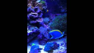 Powder blue tang [upl. by Shimberg]