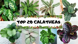 20 VARIEDADES DE CALATHEAS IDENTIFICADAS [upl. by Amalle]