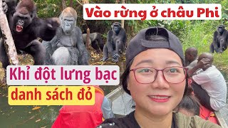 Vào rừng khám phá loài khỉ Đột sắp tuyệt chủng  chỉ có ở nước Cộng hoà công gô Châu Phi 🇨🇬🦍🦍 [upl. by Ulphia707]