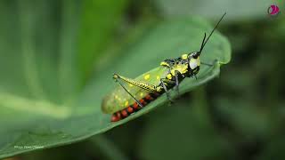 Hoppers insect  Leafhopper [upl. by Ahtreb]