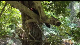 Zoo Tampa At Lowry Park [upl. by Jacobba730]