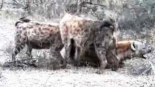 Hyena In Labour  Latest Sightings [upl. by Nywloc]