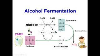 Respiratory Quotient amp Fermentation [upl. by Connett]