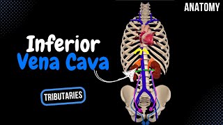 Inferior Vena Cava Topography Visceral and Parietal Tributaries  Anatomy [upl. by Iht]