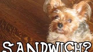 Sandwich Funny Talking Dog Tease [upl. by Sadie]