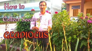 How to Collect Seeds of Gladiolus [upl. by Atterol387]