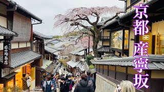 2023年3月17日 【京都の桜🌸】 産寧坂のしだれ桜を歩く Sannenzaka PathKyoto 【4K】 [upl. by Adierf]