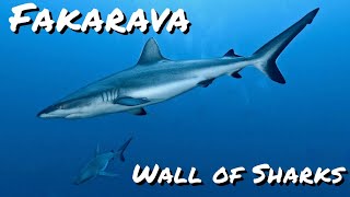 Fakarava  Wall of Sharks  French Polynesia [upl. by Shepard]