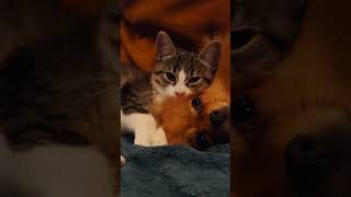 Tora et vanille bestfriend chatons pomeranian love tropmignon spitzdog chatonsmignons [upl. by Llenyl]