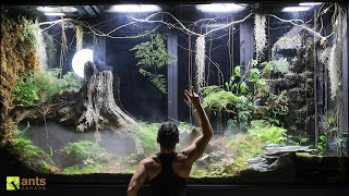 2 Month Evolution of My Giant Rainforest Vivarium [upl. by Atteloiv]