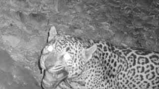 A New quotJAGUARquot in Arizona My first ever JAGUAR on trail camera quotCochisequot is the name I chose [upl. by Nylde]