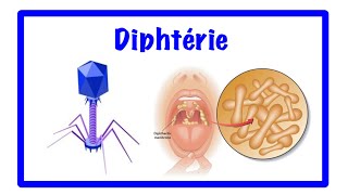 🔵La diphtérie [upl. by Massarelli870]