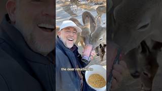 Becoming the deer herd’s free food supplyshorts animals deer fawn cute [upl. by Annawot]