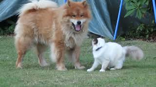 cat and dog VERY BEST FRIENDS SUPER Amitié chat sacré de birmanie et chien Eurasier [upl. by Otanod]