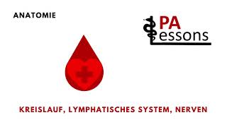 Podcast Anatomie Kreislauf Lymphsystem Nerven  PALessons [upl. by Fiden899]