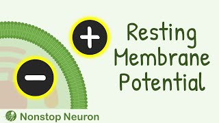 Resting Membrane Potential  How Resting Membrane Potential is Generated [upl. by Harmon240]