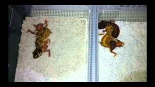 Nephrurus levis pilbarensis het albino and patternless mating [upl. by Avner]