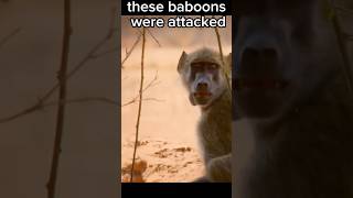 These Baboon Were Attacked shorts [upl. by Aerdno]