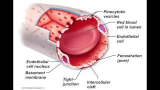 Chapter 23 Blood Vessels Part4 [upl. by Story981]