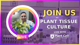 LIVE Banana Tissue Culture with Francisco [upl. by Icram]