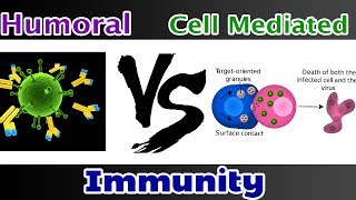 Humoral Immunity Vs Cell mediated Immunity  Clear Comparison [upl. by Airod]