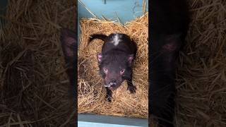 Tasmanian Devil Small Fierce Marsupial facts animals wildanimals wildlife nature [upl. by Spieler]