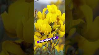 I Discovered the Honeybush Secret to Better Health healthylifestyle herballifestyle facts food [upl. by Inaliel]