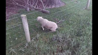 Sheep stuck in barbed wire fence [upl. by Maude526]