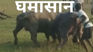 Ghamasan Ropok  Paharpur Barhait  Sahibganj  New Santali Video 2024 [upl. by Darrelle]