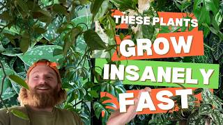 Eleven Fast Growing Indoor Plants  Easiest  Fastest Growing Houseplants [upl. by Gnilhsa433]