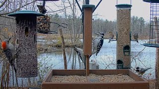 Three Woodpecker Species Forage Together At Cornell Lab FeederWatch Cam – Nov 14 2024 [upl. by Pfeifer12]