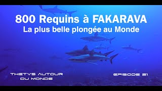 800 Requins à Fakarava  La Plus Belle Plongée Du Monde [upl. by Ernesta69]