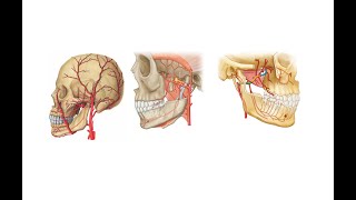 Arteria Maxillaris ve Dalları Teorik [upl. by Gorlicki]