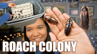 MY SELF CLEANiNG DUBiA ROACH COLONY BiN SETUP [upl. by Werby]