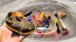 Catching fighting betta fish in the pond red tail catfish goldfish koi fish glofish fish family [upl. by Kimbra419]