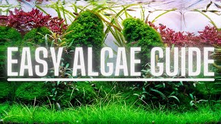 Complete Algae Beginners Guide  Learn ALL The Basics Of The Most Common Types Of Aquarium Algae [upl. by Noseimaj]