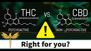 CBD vs THC A Doctors take  CBD is a safe alternative for pain anxiety and sleep [upl. by Hearsh520]