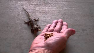 Hand feeding our resident Western Fence lizards [upl. by Nairrot]