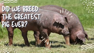 Duroc Pigs The Hog that Checks Every Box [upl. by Naivat]