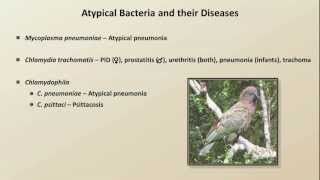 Antibiotics for Atypical Infections Antibiotics  Lecture 7 [upl. by Ahsiya]