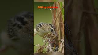 Big fresh meal for the chicks  Zitting cisticola birds [upl. by Hrutkay]