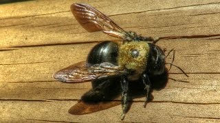 Large Carpenter Bee Sounds  Close Up [upl. by Mojgan903]