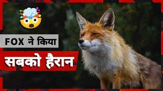 😱 Ukraine में लोमड़ी ने किया सबको हैरान  fox making sandwich amazing facts 🔮 Rsmsa shorts [upl. by Emolas]