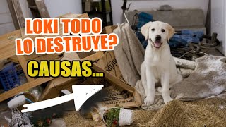 🐶 Comportamiento DESTRUCTIVO en PERROS 👇 ¿Qué Debo Hacer [upl. by Acinorehs]