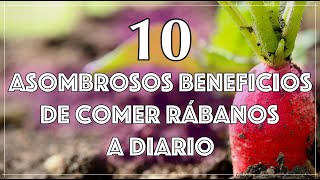 Descubre los 10 Asombrosos Beneficios de Comer Rábanos a Diario ¡Salud Sabor y Nutrición [upl. by Rhodes612]