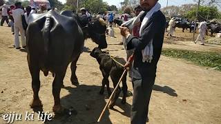 Chausa 🐃 Mandi Buxar Bihar [upl. by Sifan407]